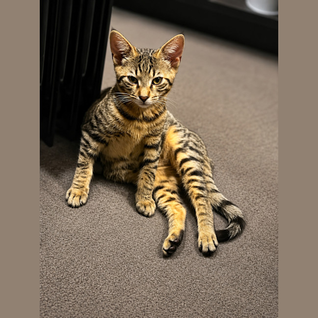 Photo of Finley