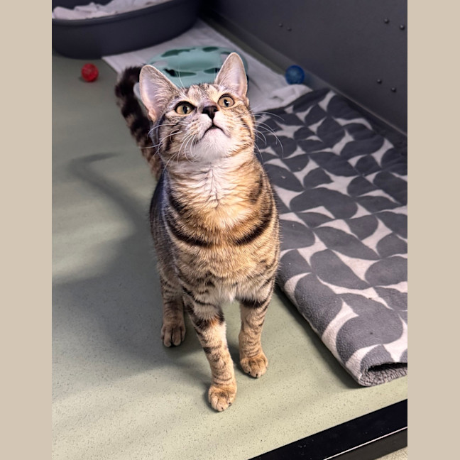 Photo of Nala