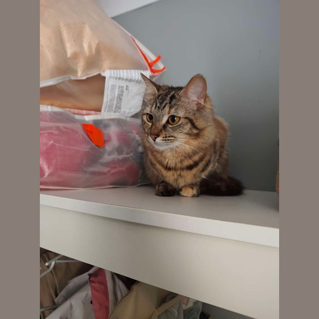 Photo of Mocha