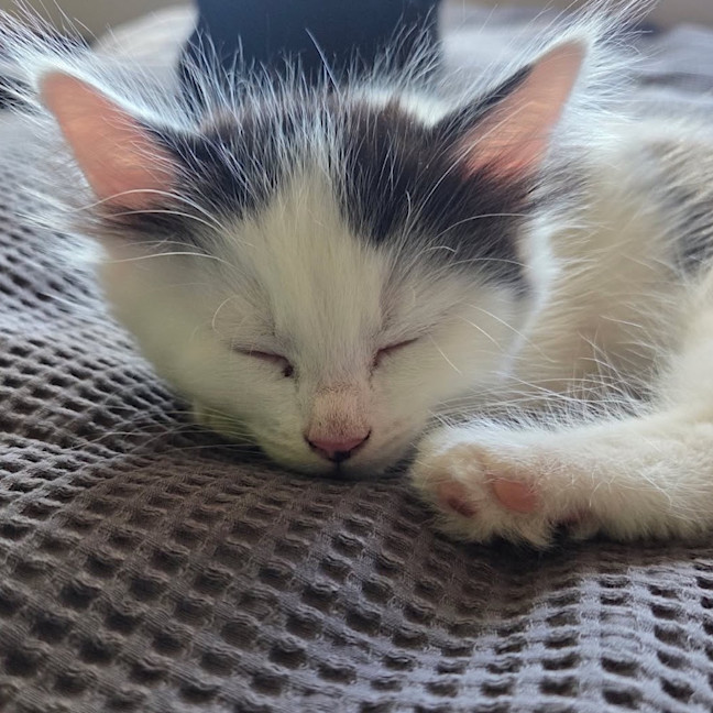 Photo of Jellybean