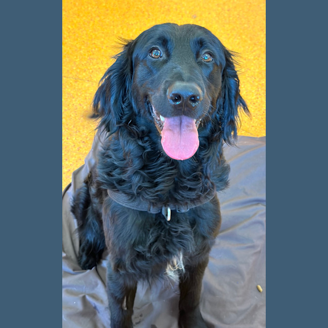 Photo of Chester