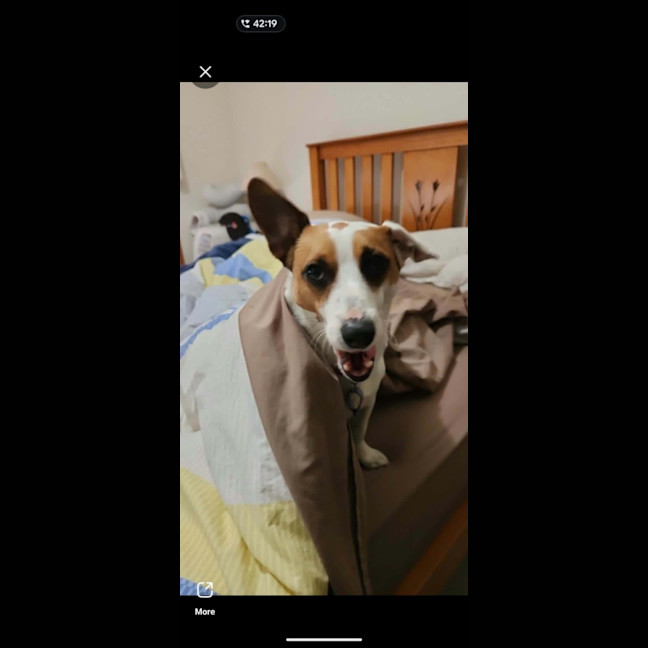 Photo of Teddy