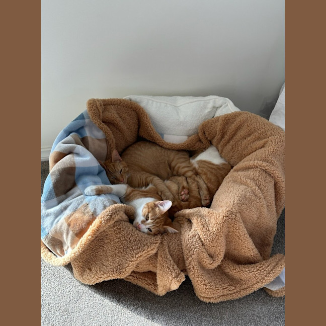 Photo of Bo 
