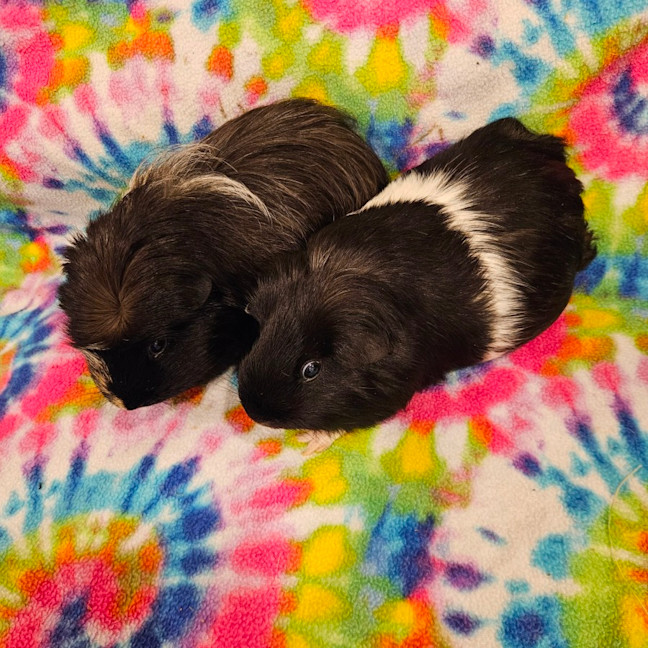 Photo of Coco & Marshmellow 