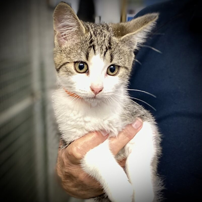 Photo of Huxley