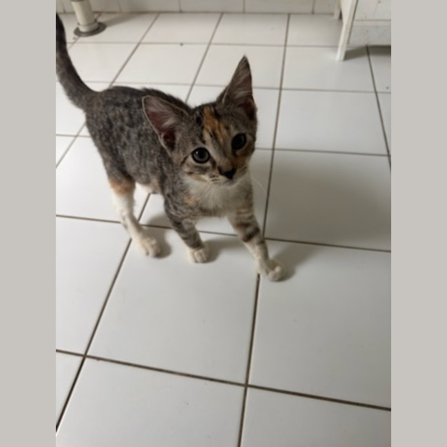 Photo of Hera   Ringworm Special $49