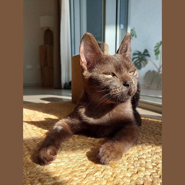 Photo of Wispa