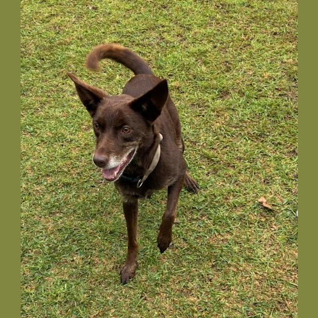 Photo of Locky