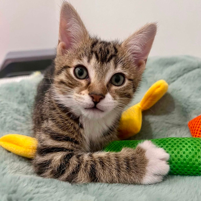 Photo of Wilbur   In Foster Care In Doreen