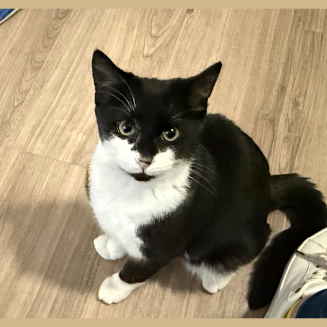Photo of Ozzie 