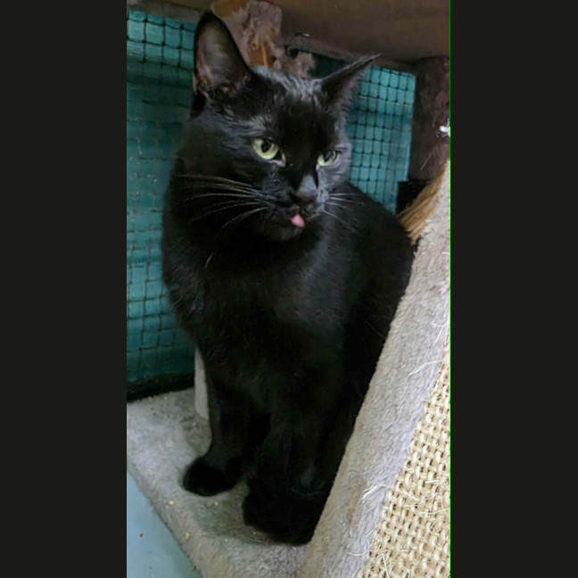 Photo of Ebba ** 2nd Chance Cat Rescue **