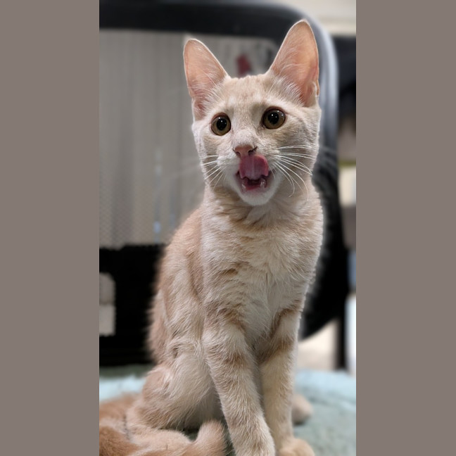 Photo of Biscotti
