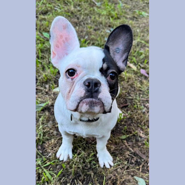 Photo of Frenchie