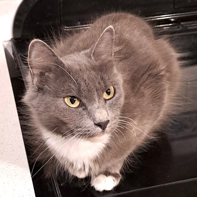 Photo of Violet 