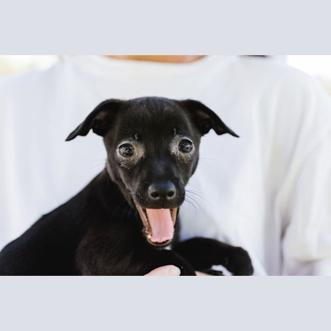 Photo of Onyx