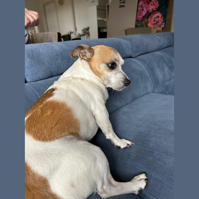 Photo of Shadow Quinell