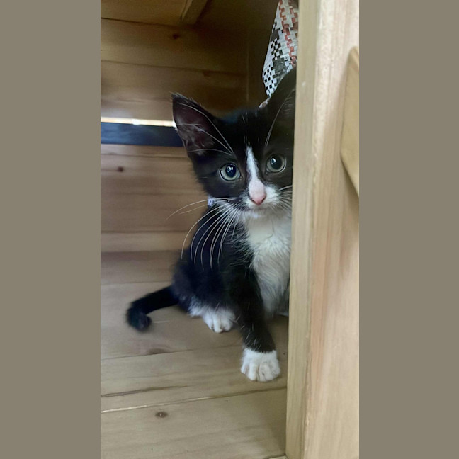 Photo of Sylvester And Frankie 