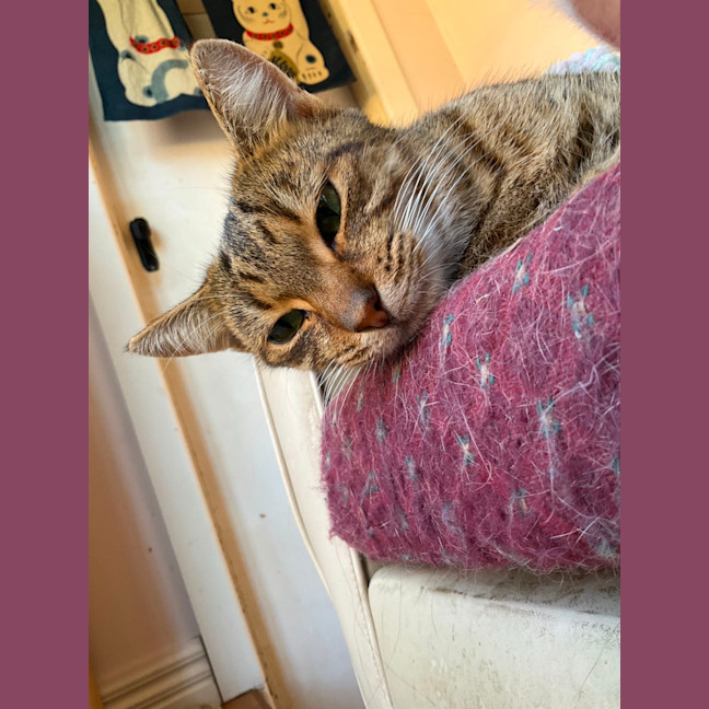 Photo of Kinako   In Foster Care In Clayton