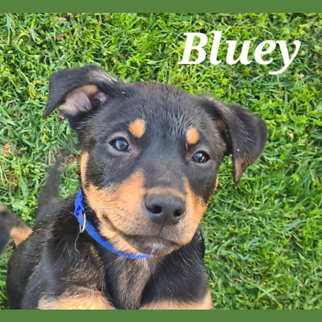 Photo of Bluey