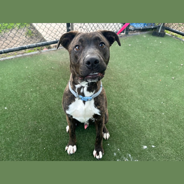 Photo of Wookie Imp 1545