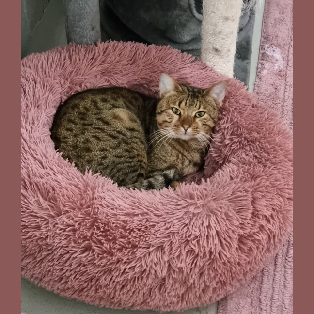 Photo of Hank