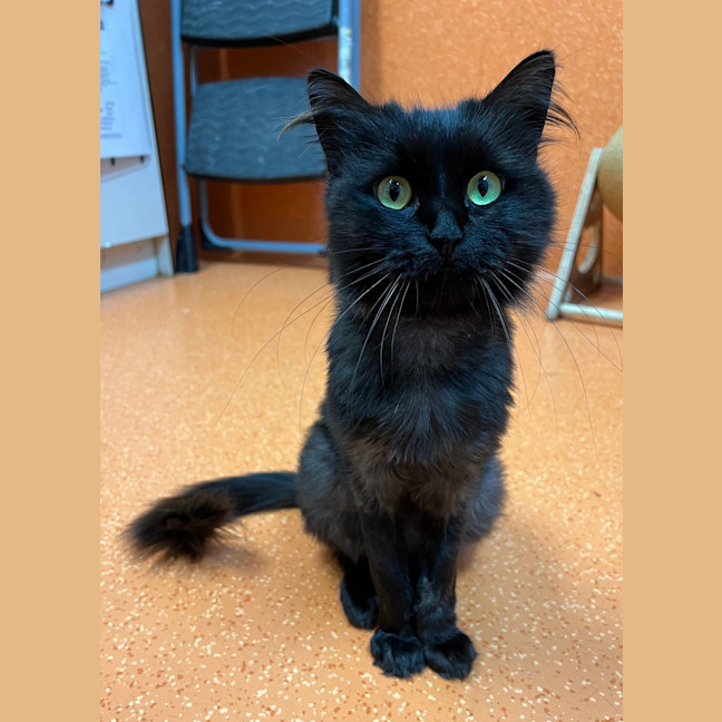 Photo of Kitty