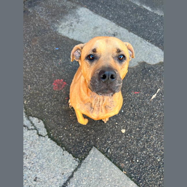 Photo of Dot