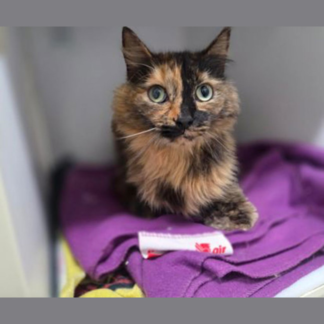 Photo of Hazelnut