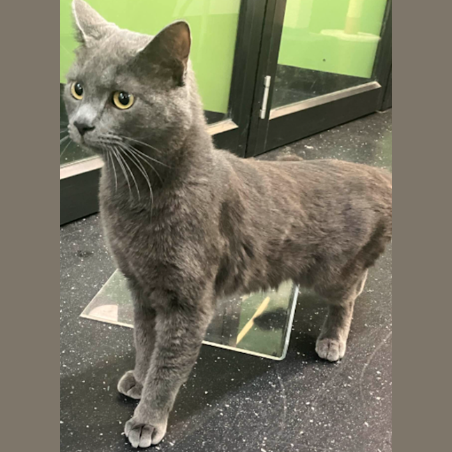 Photo of Carnitas Burrito