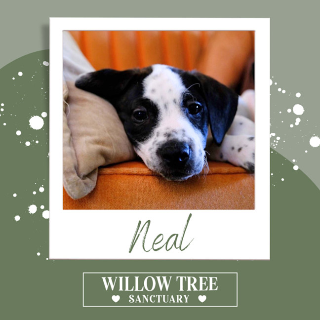 Photo of Neal