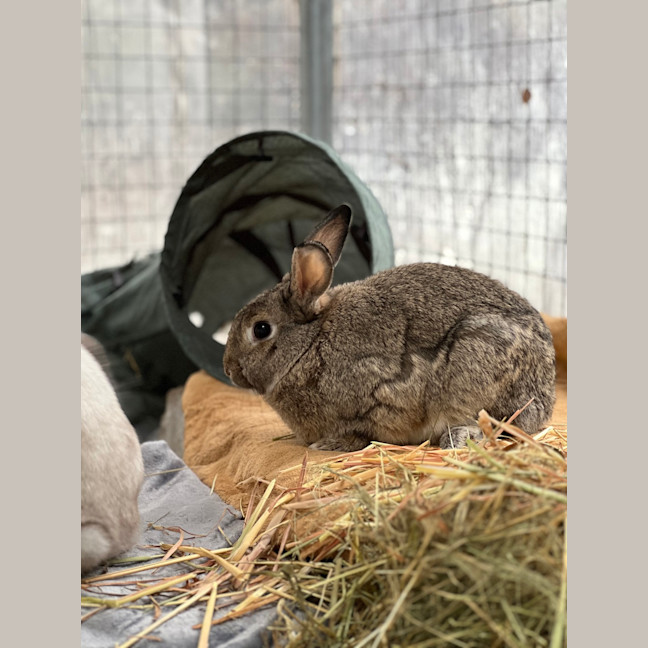 Photo of Thumper