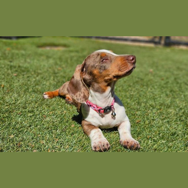 Photo of Lily