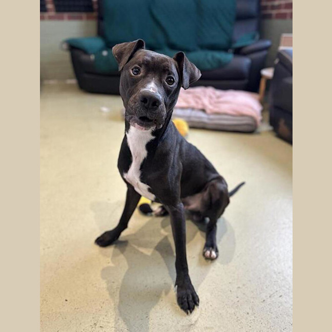 Photo of Bullet