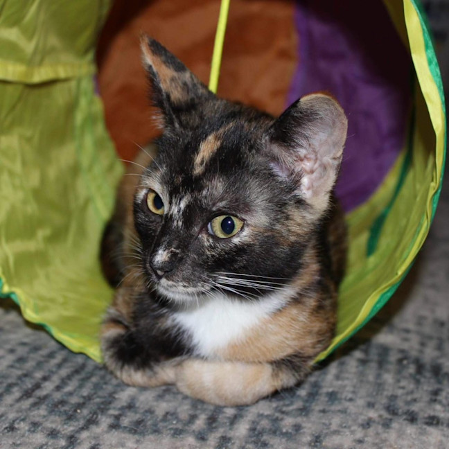Photo of 14209   Sox