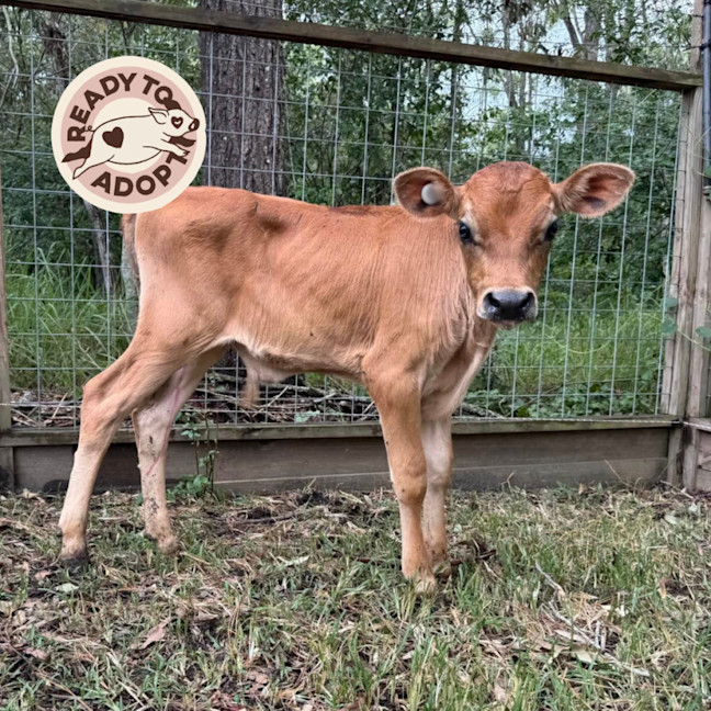 Photo of Darby & Elliot