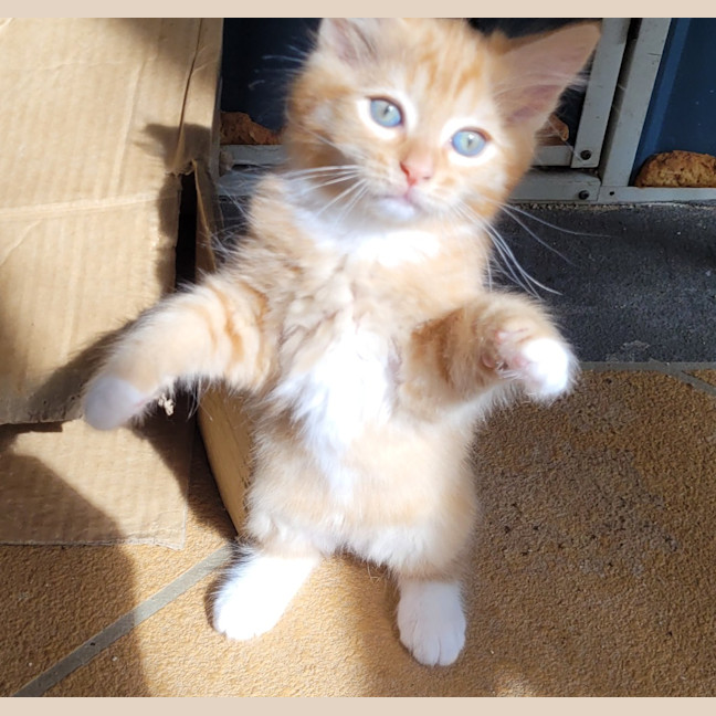 Photo of Cheeto (K54)