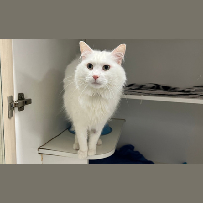 Photo of Fluffy