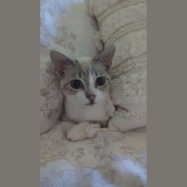 Photo of Taco