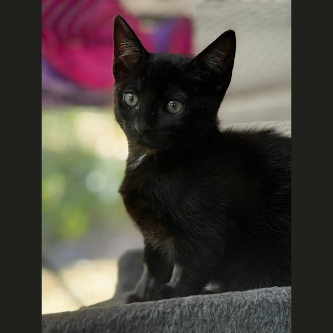 Photo of Cosmo