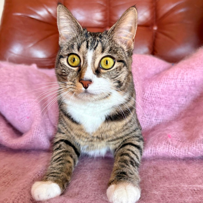 Photo of Lindsay   Located In Westmeadows