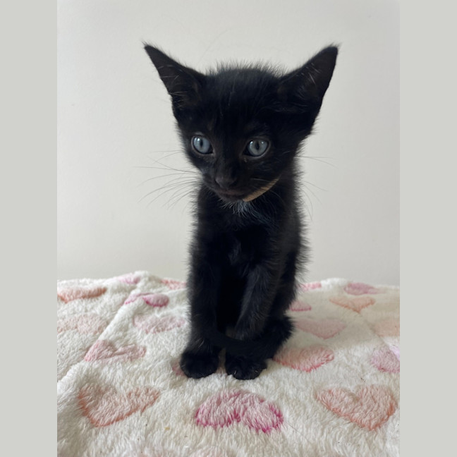 Photo of C1575 Fritz