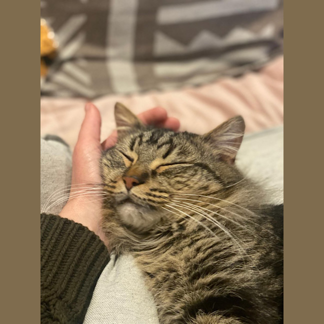 Photo of Bramble