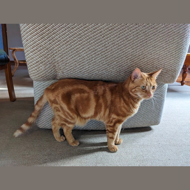 Photo of Quinn, Artemis & Ginge