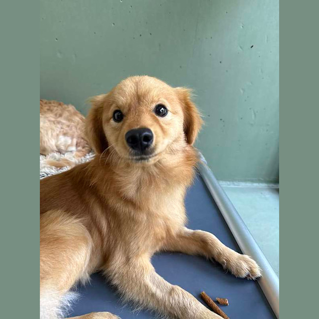 Photo of Odie
