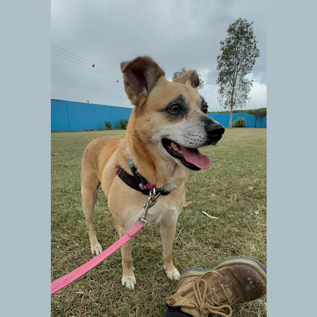 Photo of Milo