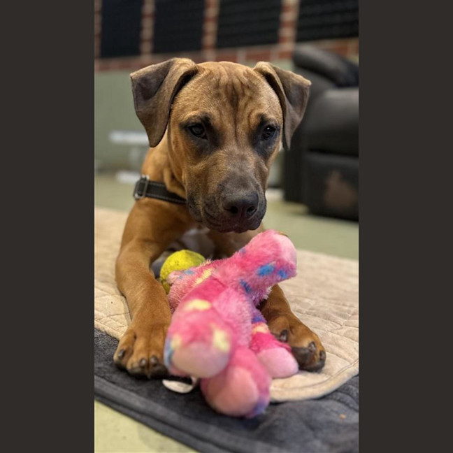 Photo of Koko