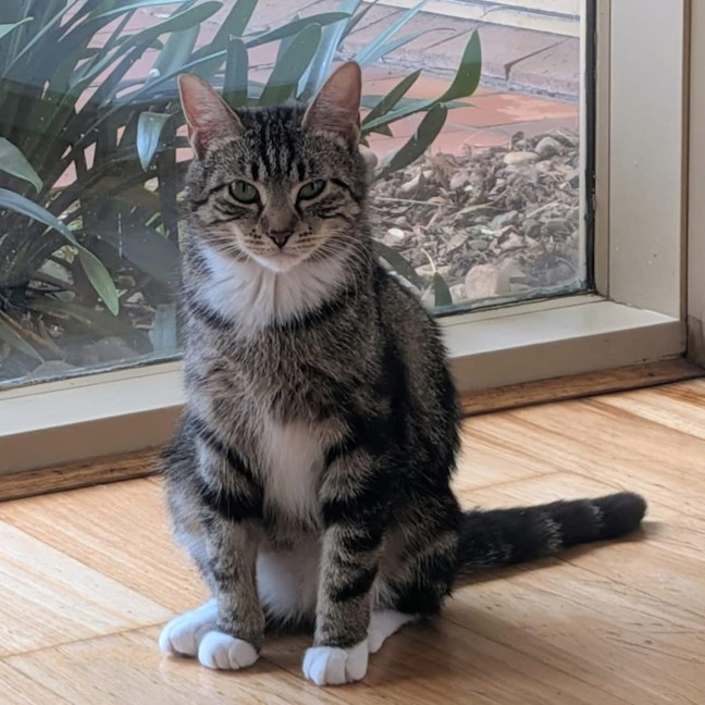 Photo of Peaches