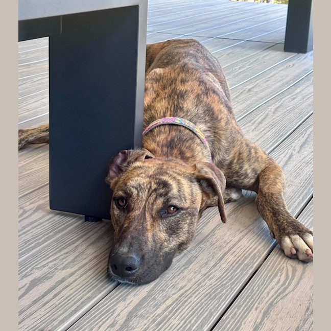 Photo of Josie