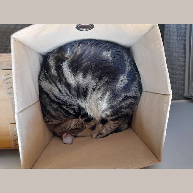 Photo of Pepper