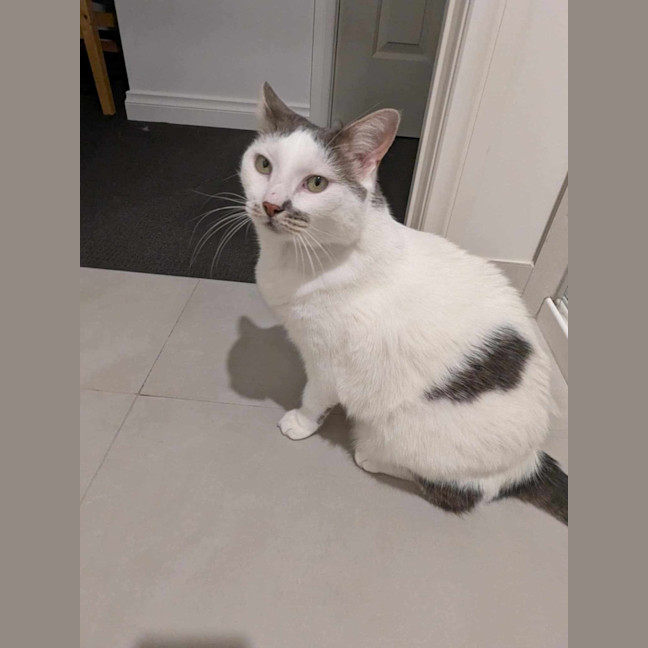 Photo of Tibby